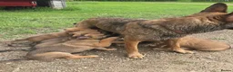Belgian Shepherd Dog dogs for sale: Loyal Hearts & Bright Minds–Belgian Shepherds in Sheffield - Advert 1
