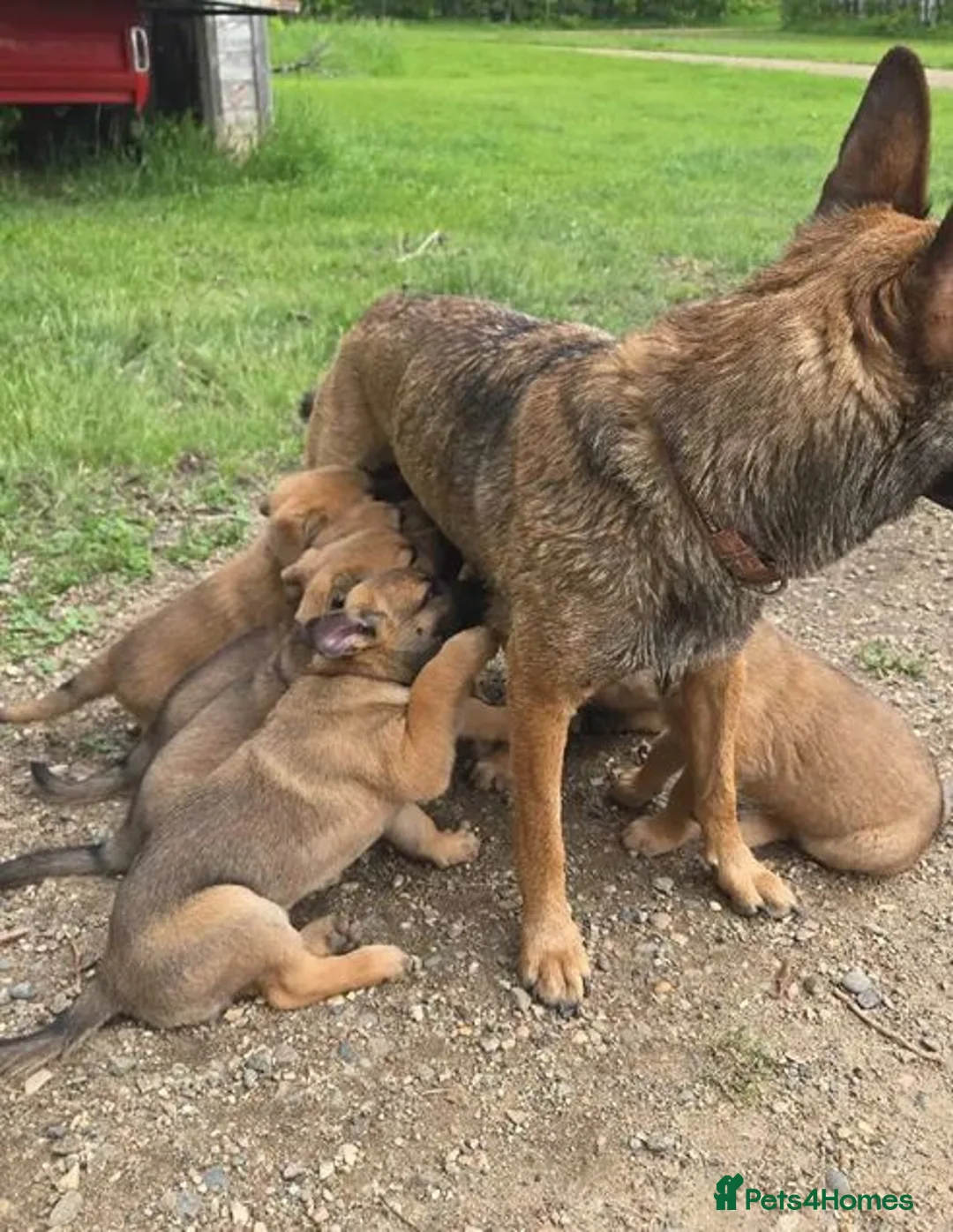 Belgian Shepherd Dog dogs for sale: Loyal Hearts & Bright Minds–Belgian Shepherds in Sheffield - Advert 1