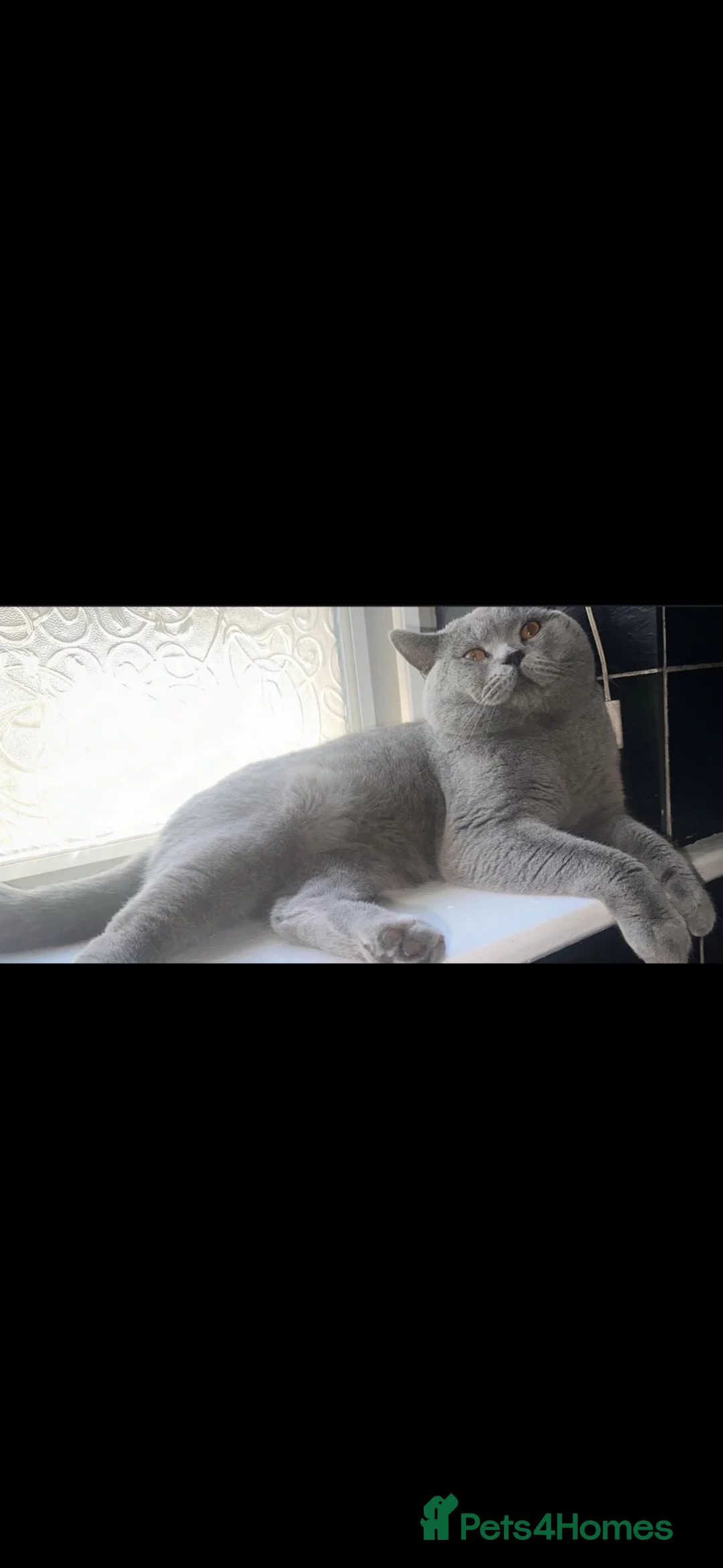 British Shorthair cats for sale: Beautiful pedigree British Short Hair kittens  - Advert 2