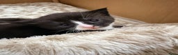 Mixed Breed cats for sale: Female tuxedo kittens - Advert 3