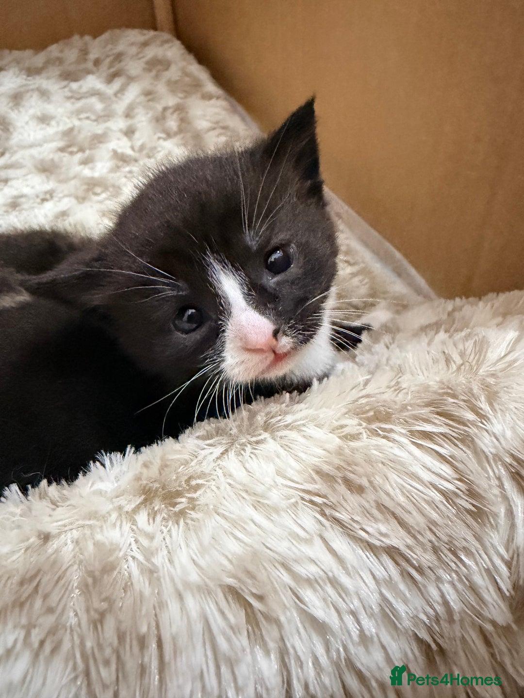 Mixed Breed cats for sale: Female tuxedo kittens - Advert 3