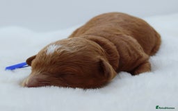 Cavapoo dogs for sale: Extensively health tested F1b curly Cavapoos  - Image 33