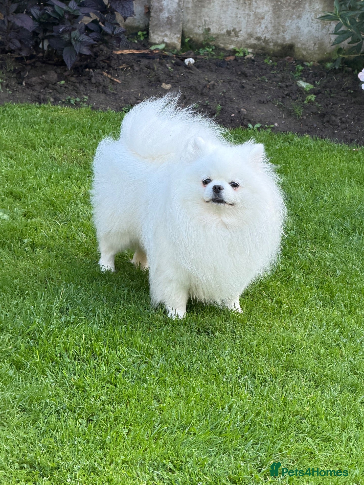 Pomeranian dogs Incredible Teddy Bear Pom Girl One in a Million  - Advert 2