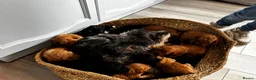 Cavapoo dogs for sale: Beautiful chunky fluffs available very soon - Advert 12