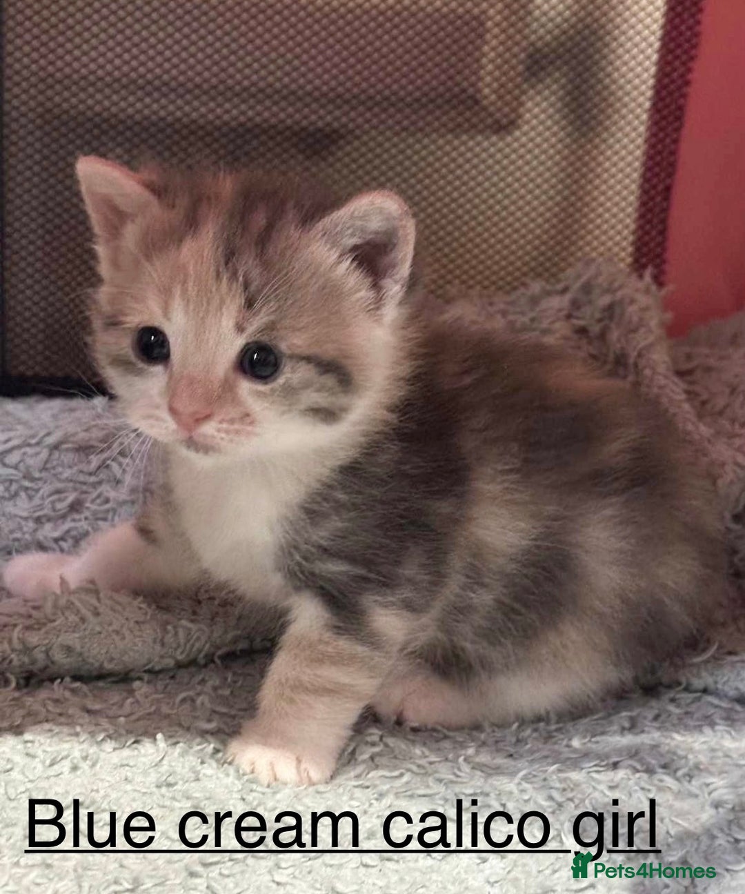 American Shorthair cats for sale: Mix litter docile well socialised kittens  - Image 2