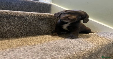 Sprocker dogs - Advert 16