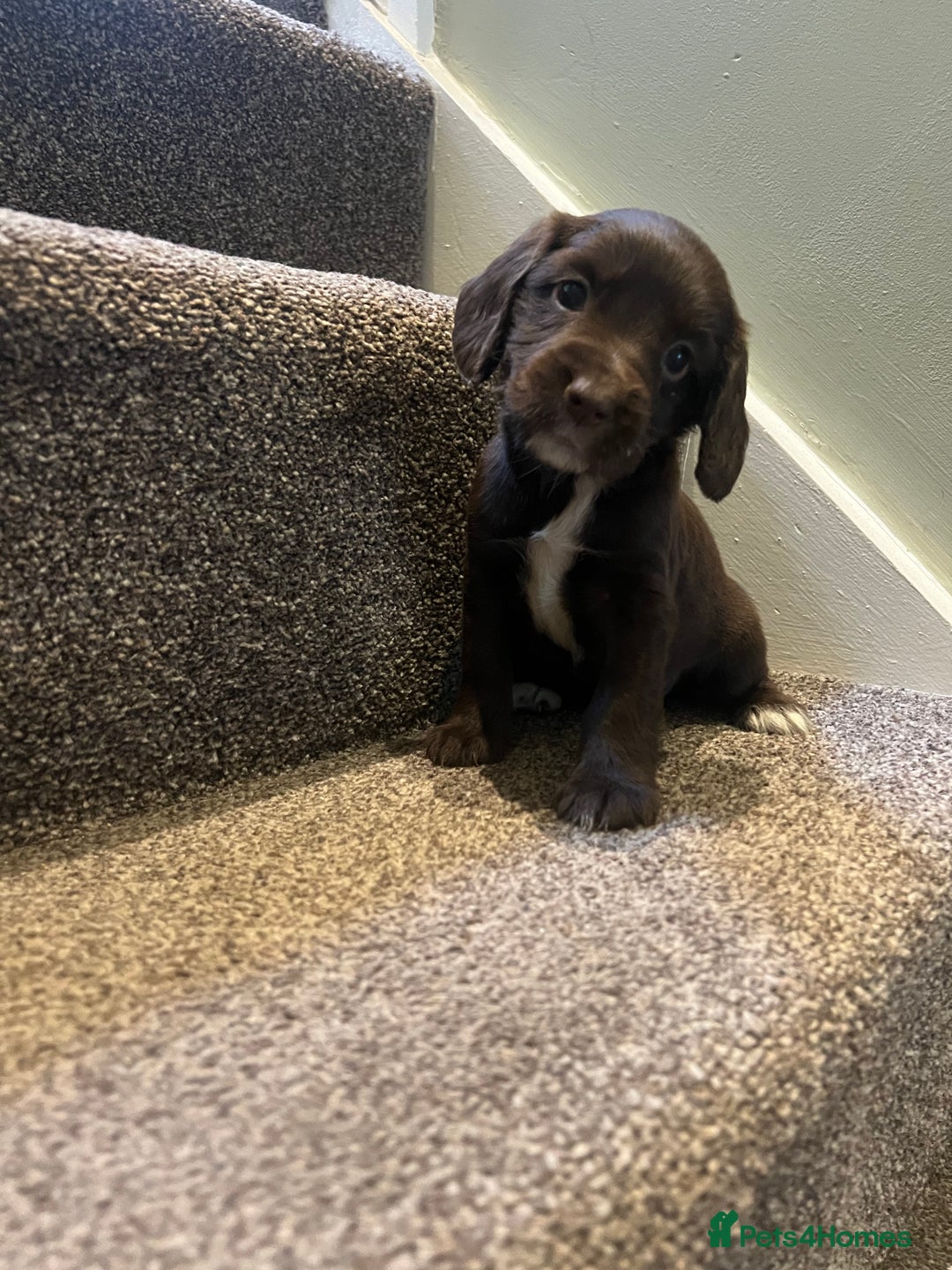 Sprocker dogs for sale: Sprocker puppies bred in 5 * licensed premises  - Image 1