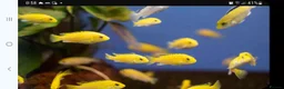 Cichlids fish for sale: Yellow labs - Advert 2