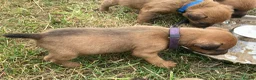 Lakeland Terrier dogs for sale: Lakeland Terrier Pups in Shrewsbury - Advert 11