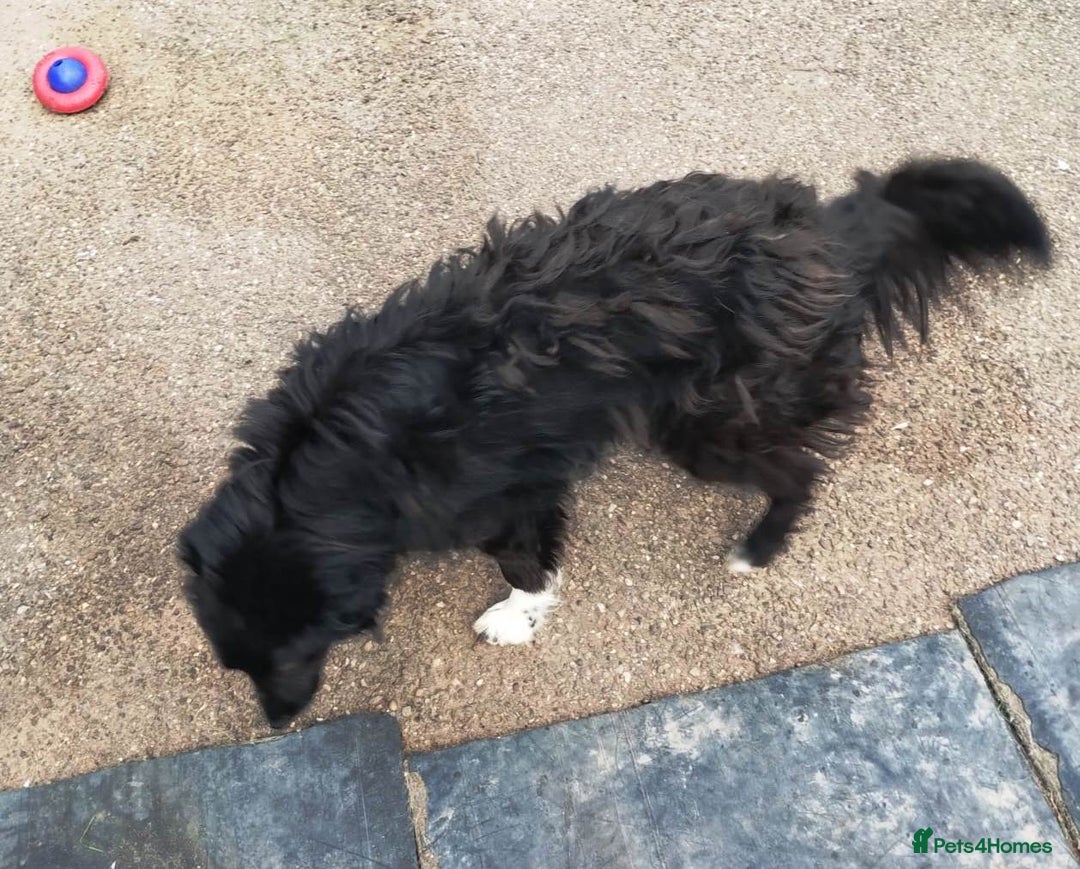 Mixed Breed dogs for adoption: Daisy, a Beautiful Soul - for a Loving Home - Advert 9