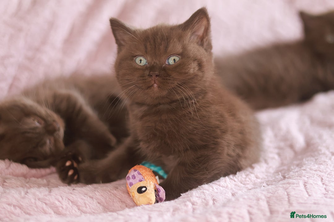 British Shorthair cats for sale: TICA Reg Chocolate Boys - Image 7