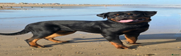 Rottweiler dogs for sale: 14mth old male rottweiler  - Advert 4