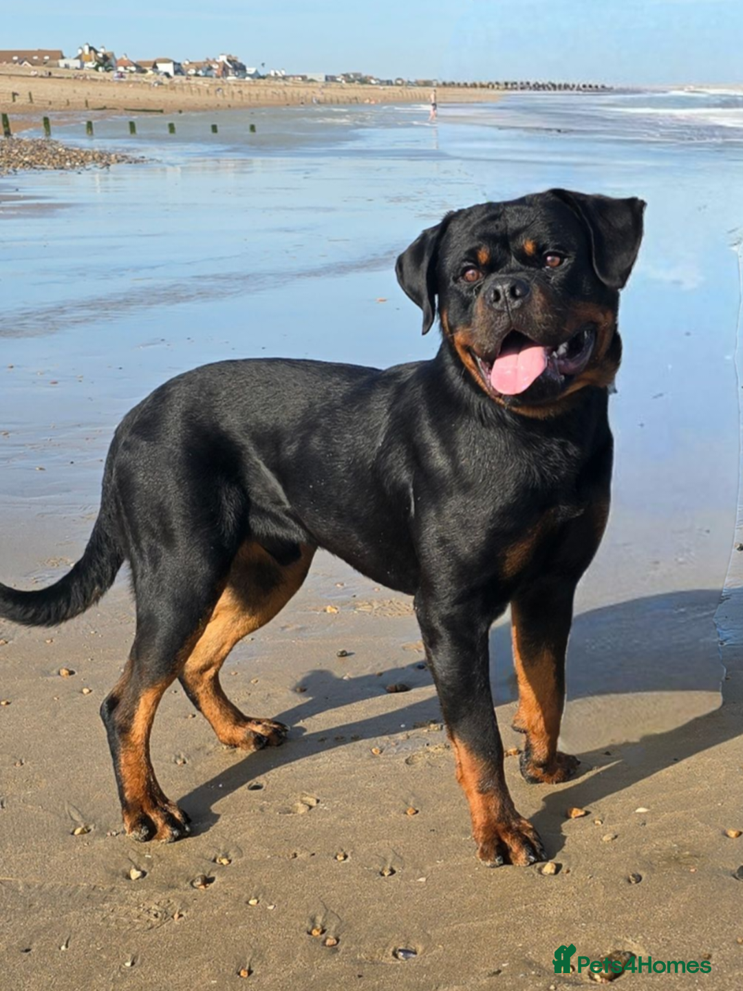 Rottweiler dogs for sale: 14mth old male rottweiler  - Advert 4