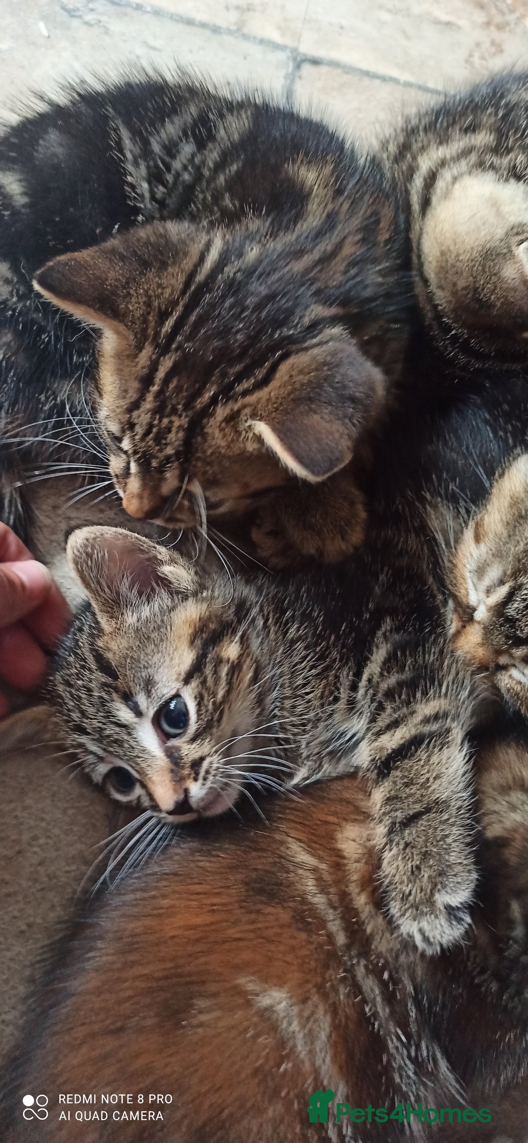 British Shorthair cats for sale: Beautiful tabby kittens - Image 4