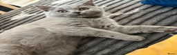 British Shorthair cats for sale: British Shorthair kitten - Advert 3