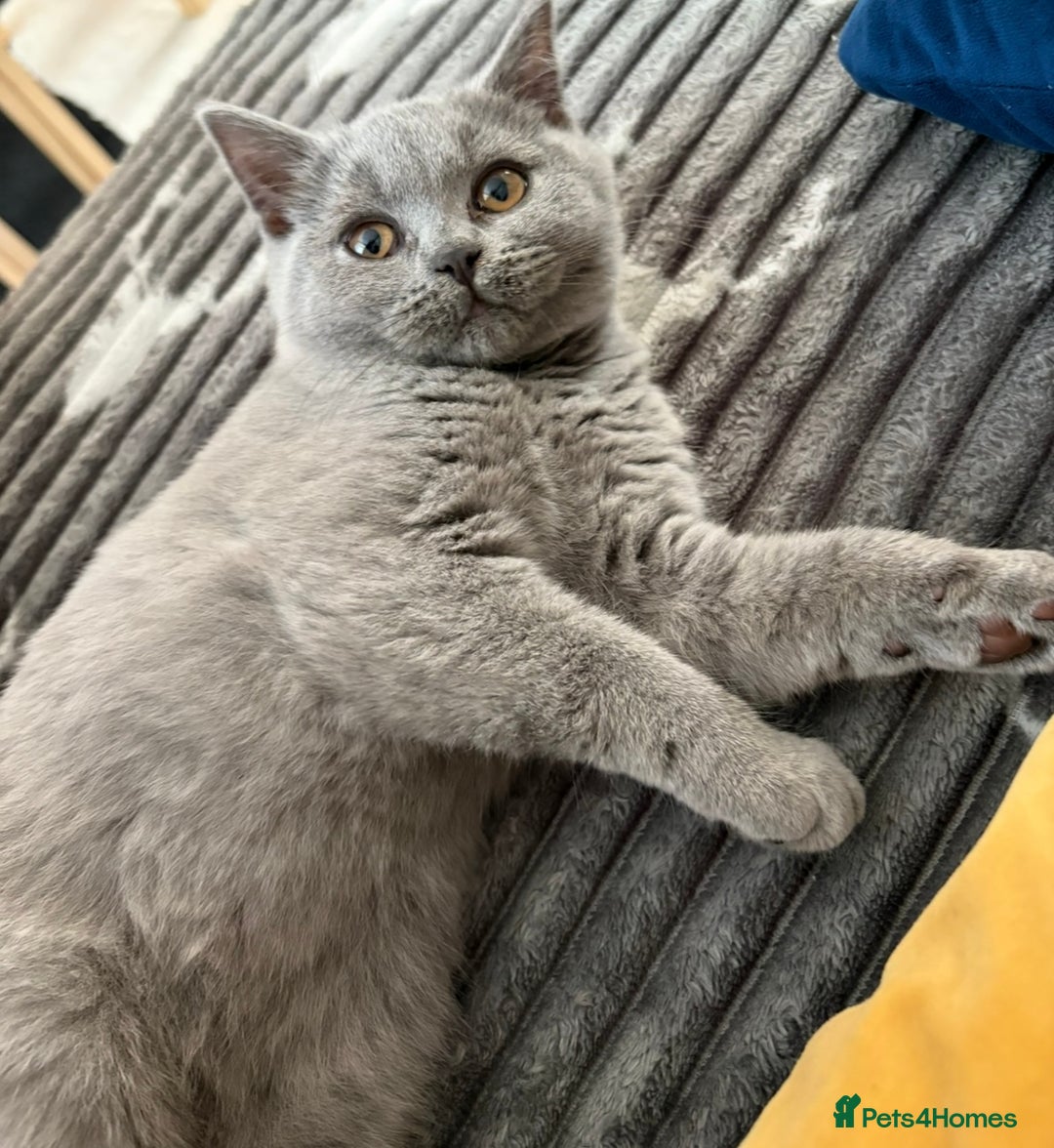 British Shorthair cats for sale: British Shorthair kitten - Advert 3