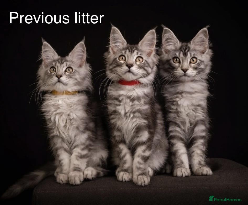 Maine Coon cats TICA & Council licensed Maine Coon kittens  - Advert 8