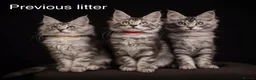 Maine Coon cats for sale: TICA & Council licensed Maine Coon kittens  - Advert 3