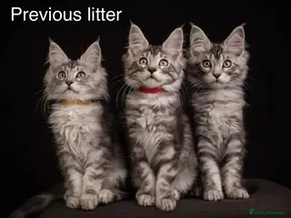 Maine Coon cats TICA & Council licensed Maine Coon kittens - Advert 8