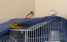 Canaries birds for sale: Harlequin canary  - Image 10