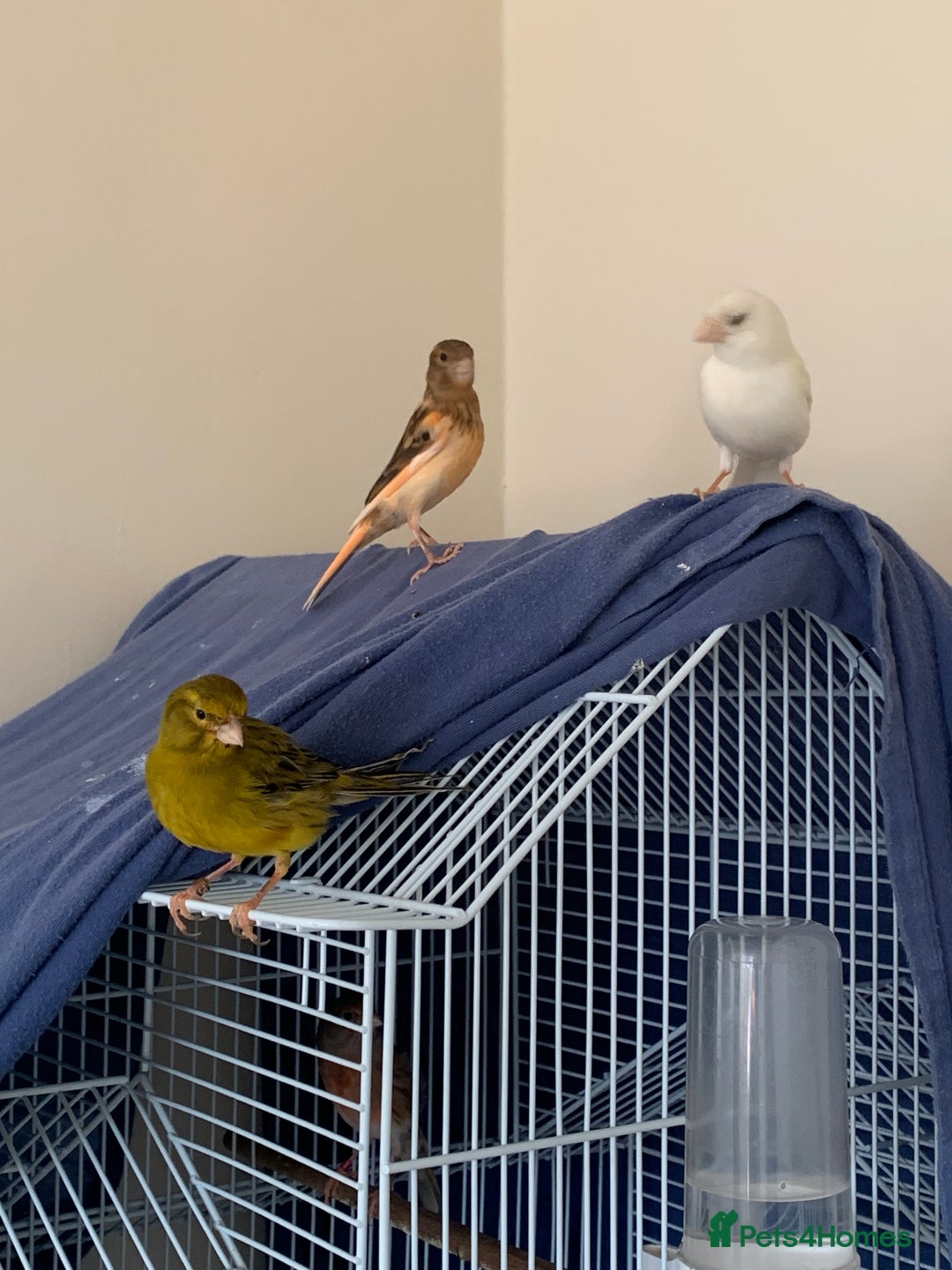 Canaries birds for sale: Harlequin canary  - Image 10