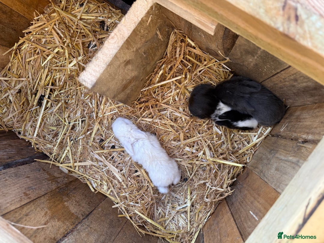 Lionhead rabbits for sale: 3 baby rabbits - Advert 2