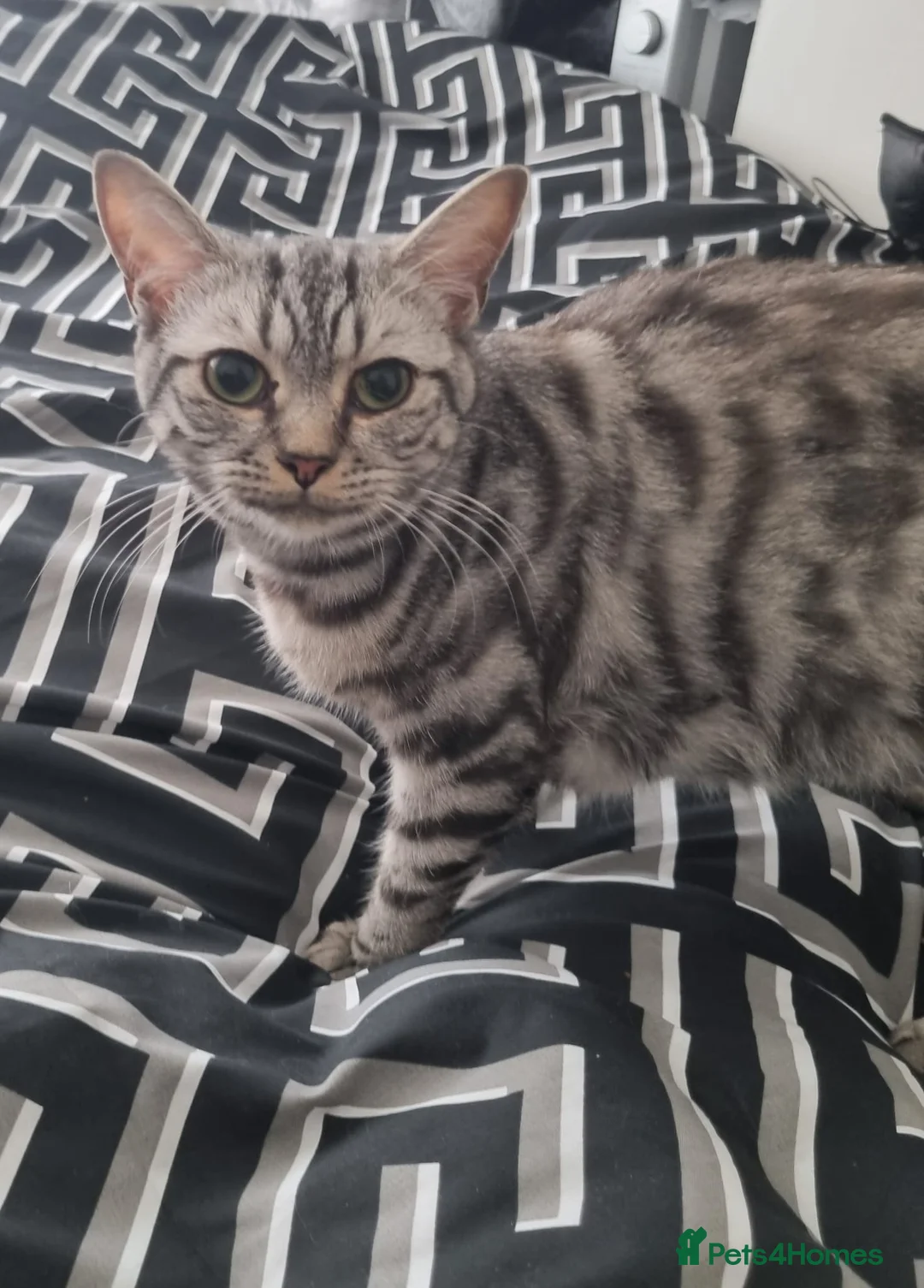 British Shorthair cats for sale: Silver Tabby British Short Hair - Advert 2