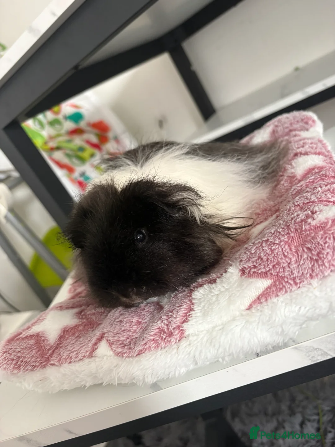 Guinea Pig rodents for sale: Female piggie for sale  - Advert 2
