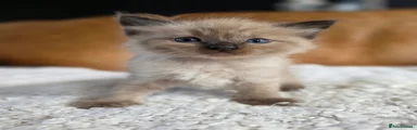 Ragdoll 5