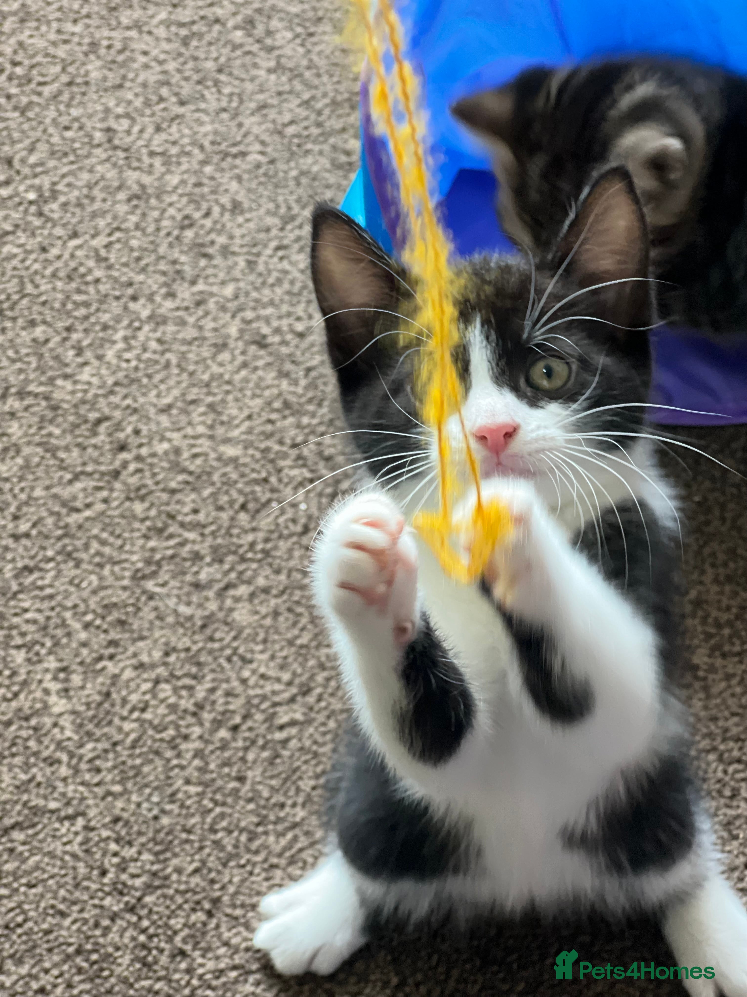 Mixed Breed cats 2 boys, 2 girls available  - Advert 8