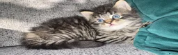 Mixed Breed cats for sale: Beautiful 🐈‍⬛ kittens x - Advert 28