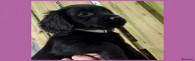 Cocker Spaniel Black Girl
