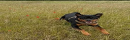 Rottweiler dogs for sale: AMAZING PEDIGREE REGISTERED ROTTWEILER PUPPIES - Advert 8