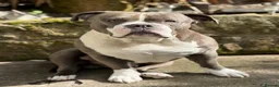 American Bully dogs for stud: Standard American Bully for Stud - Advert 1