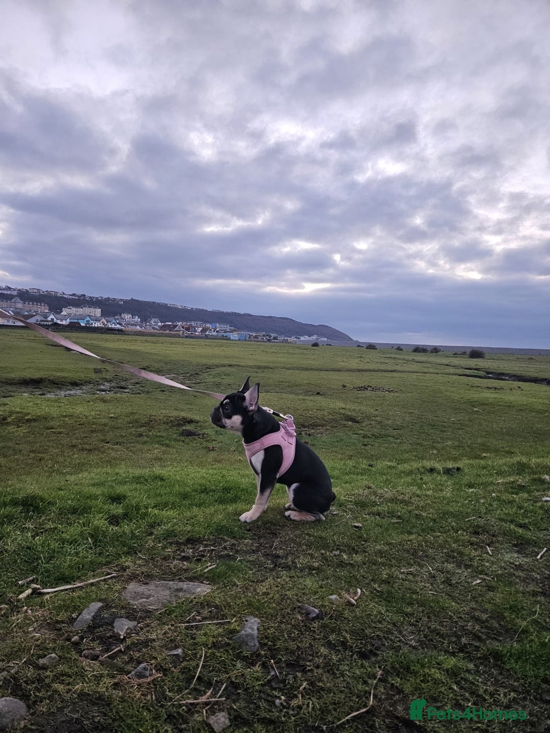 French Bulldog dogs for sale: Beautiful female frenchie - Advert 5