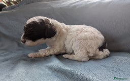 Miniature Poodle dogs for sale: Stunning Miniature poodles parti/merle - Image 13