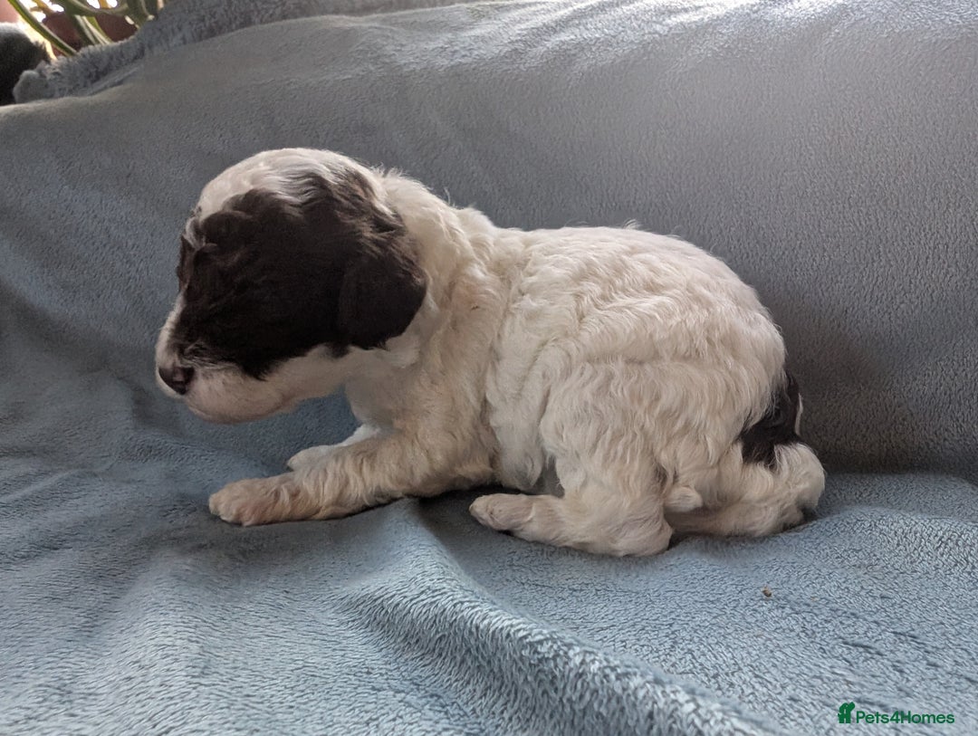 Miniature Poodle dogs for sale: Stunning Miniature poodles parti/merle - Image 13
