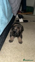 German Shepherd dogs - Advert 8