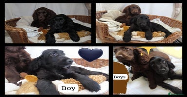 Cocker Spaniel dogs - Advert 13