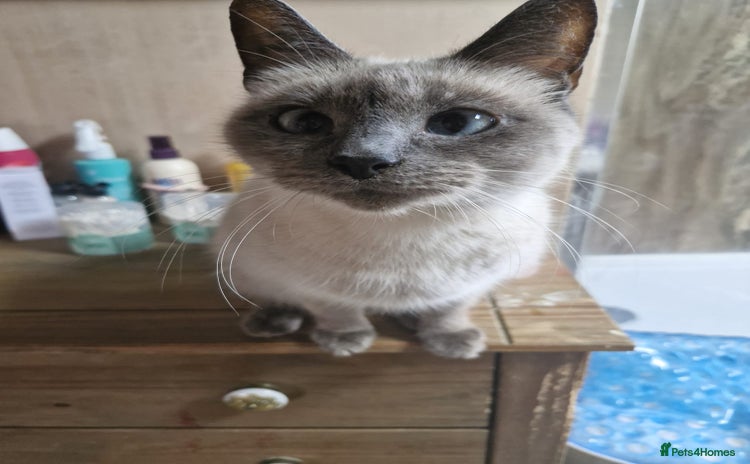 Ragamese cats - Advert 14