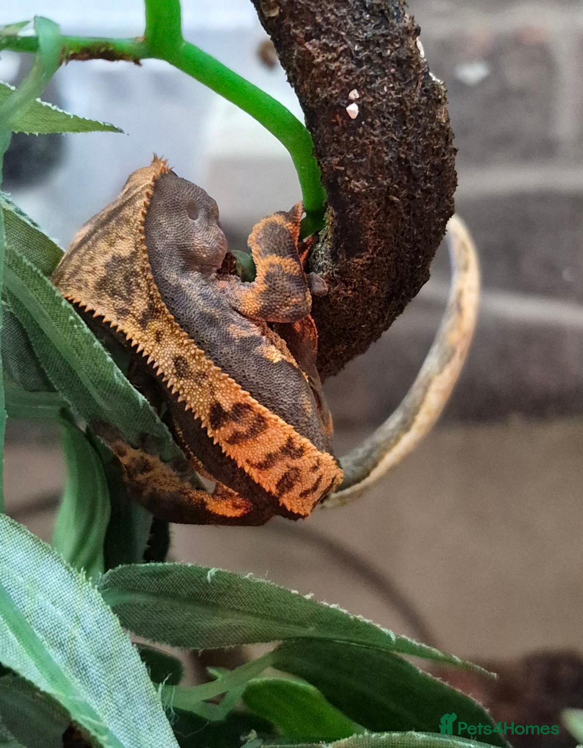 Gecko reptiles Crested & leopard gecko babies - Advert 1