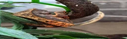 Gecko reptiles for sale: Crested & leopard gecko babies - Advert 2