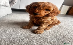 Cockapoo dogs for sale: Beautiful Cockapoo F2 puppies  - Image 17