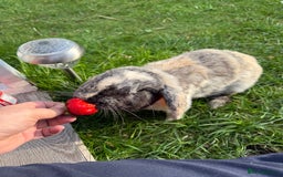 Mini Lop rabbits for sale: Pure breed mini lop bunnies - Image 12