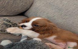 Cavalier King Charles Spaniel dogs for sale: SOLD Fully vaccinated male CKCS puppy  - Image 7