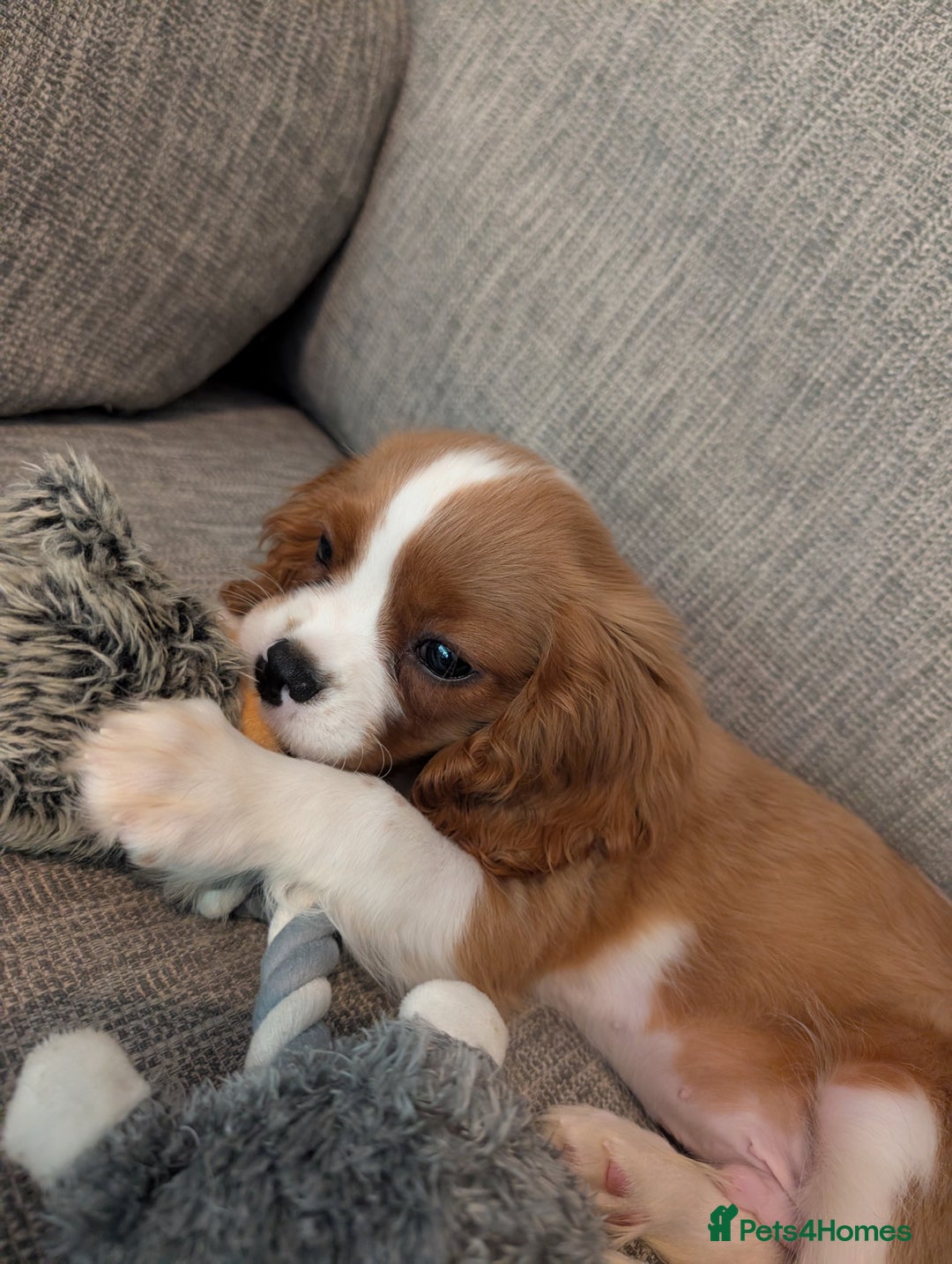 Cavalier King Charles Spaniel dogs for sale: SOLD Fully vaccinated male CKCS puppy  - Image 7