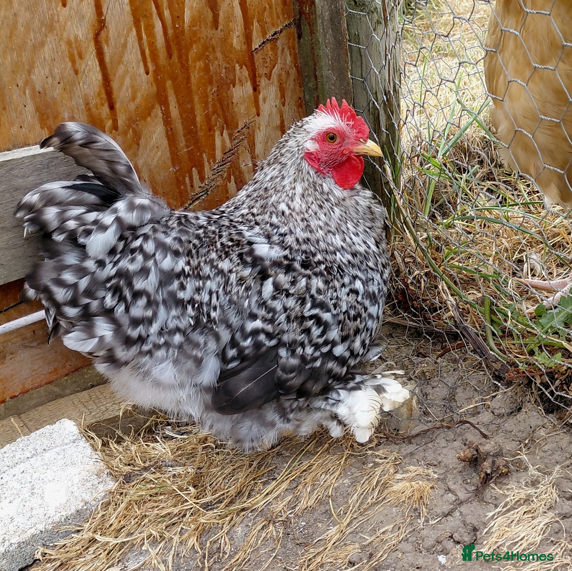 Chickens poultry Handsome Pekin Cockerel Free - Advert 1