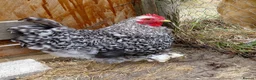 Chickens poultry for sale: Handsome Pekin Cockerels Free - Advert 1