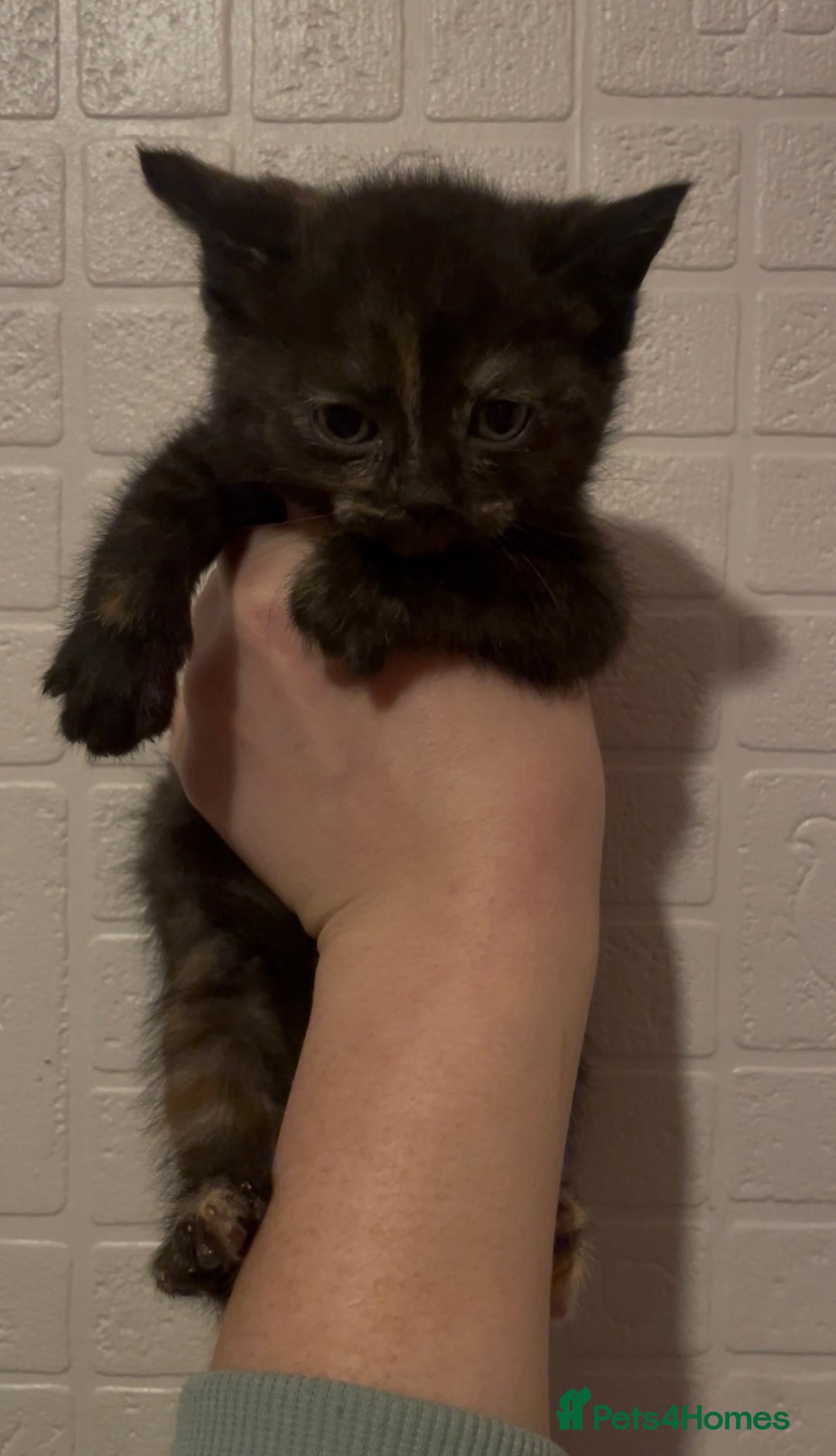 Domestic Shorthair cats for sale: Kittens ready to reserve  - Advert 12