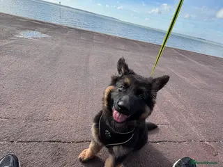 German Shepherd dogs German shepherd puppy in Gosport - Advert 2